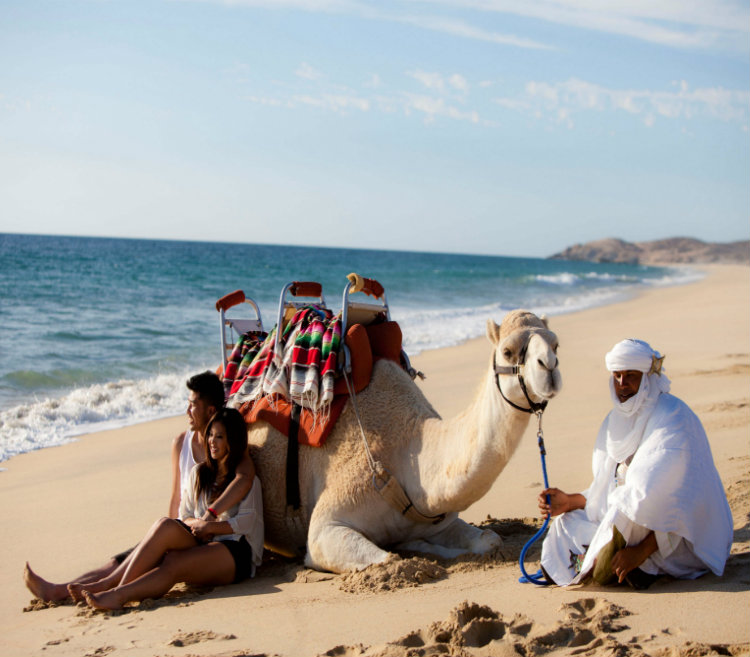 Safari sobre camelos - Grand Velas Los Cabos Mexico 