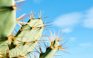 Cactus: Amazing uses and benefits