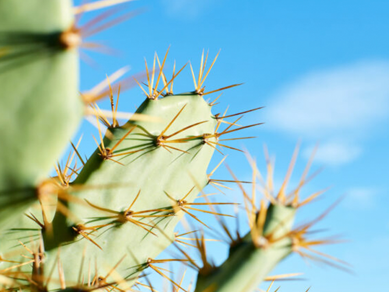 Cactus: Amazing uses and benefits