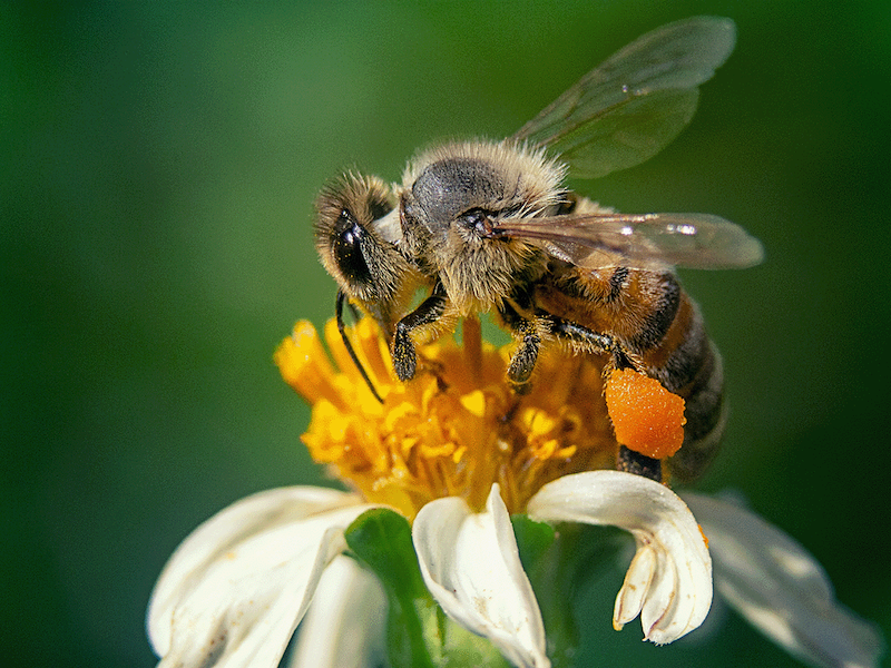 As sweet as honey: Taking care of bees