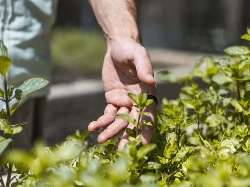 A person touching a plant