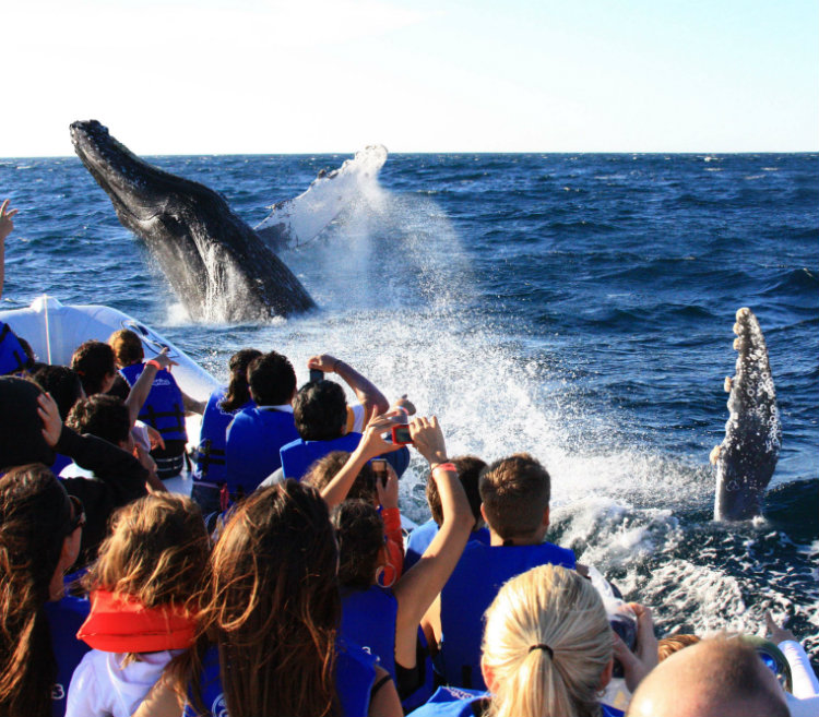 Whale Watching - Grand Velas Los Cabos 