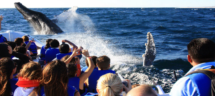 Whale Watching in Los Cabos - Grand Velas
